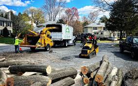 How Our Tree Care Process Works  in  Sarasota, FL