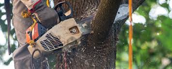 Best Soil Testing and Treatment  in Sarasota, FL