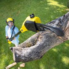 Best Tree Mulching  in Sarasota, FL