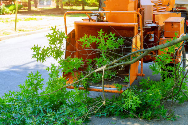 Best Lawn Renovation and Restoration  in Sarasota, FL