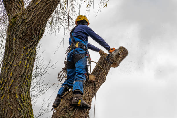Best Tree Preservation Services  in Sarasota, FL