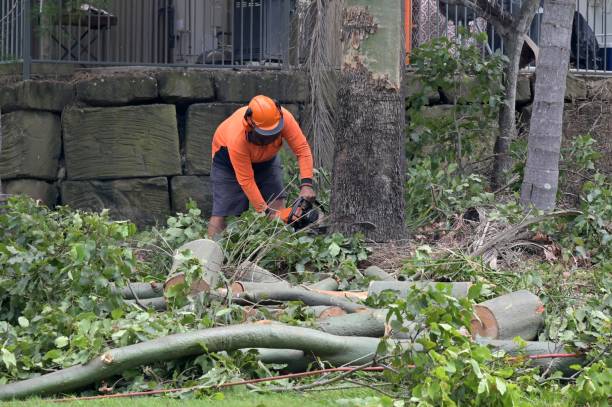 Reliable Sarasota, FL Tree Services Solutions