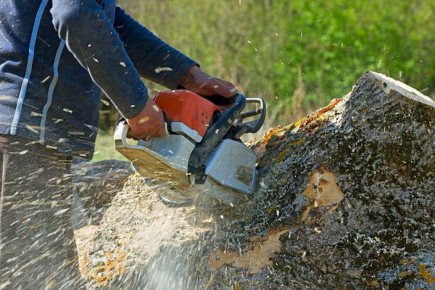 Best Lawn Grading and Leveling  in Sarasota, FL