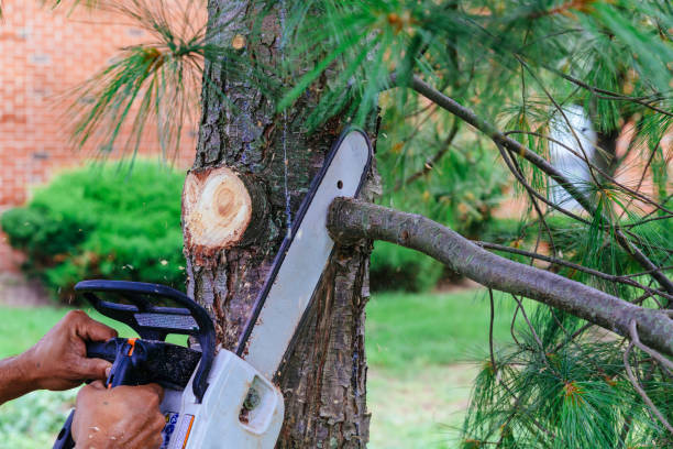 Best Hedge Trimming  in Sarasota, FL
